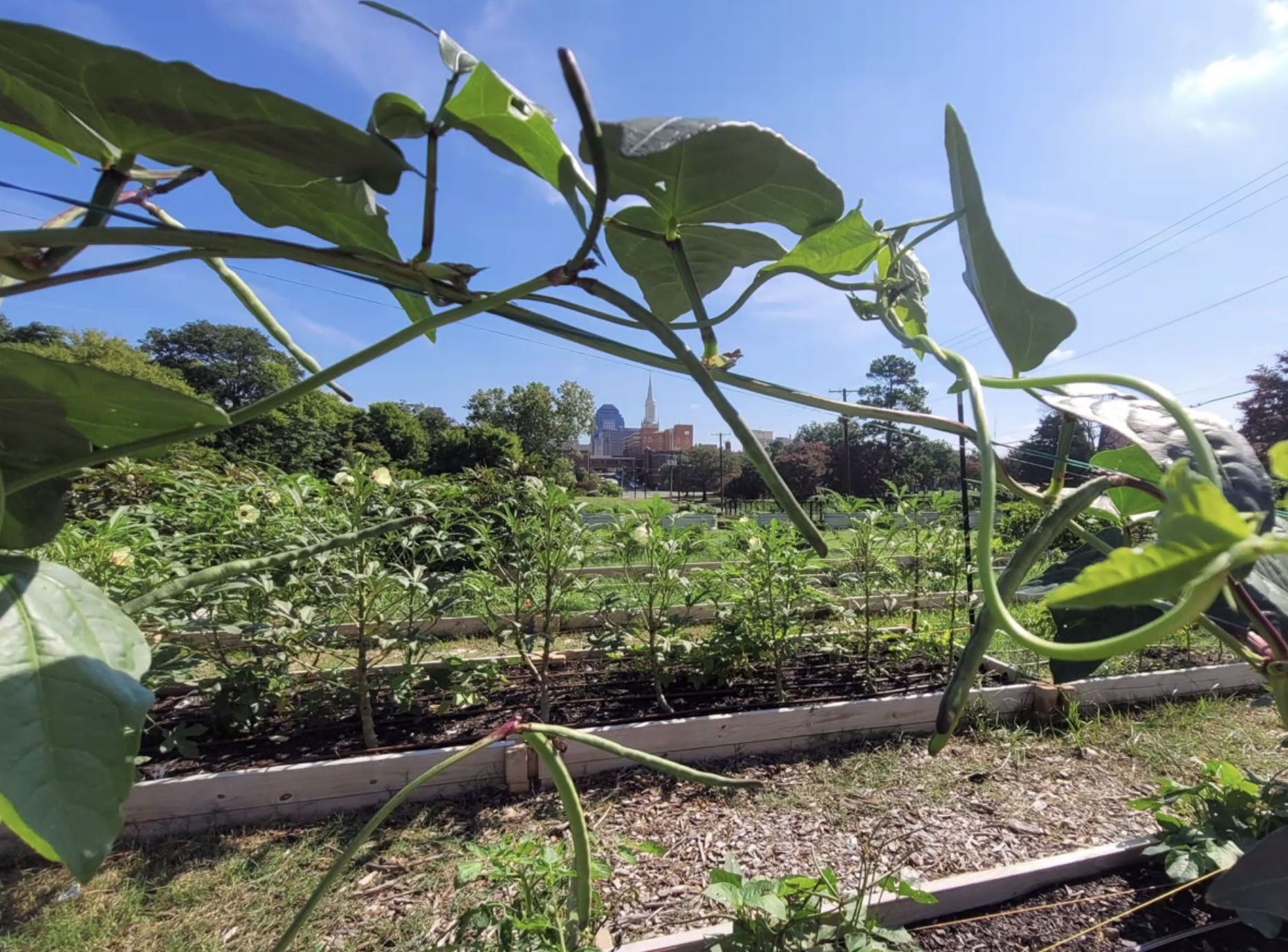 Shreveport Green Addresses Food Insecurity with an Urban Farm