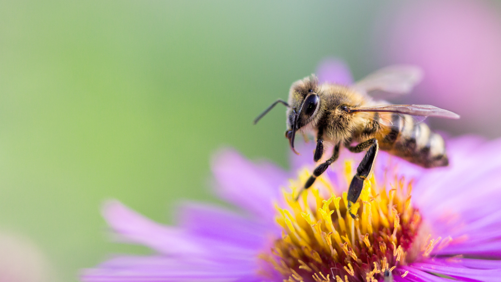 Ways to Be Kind to Pollinators