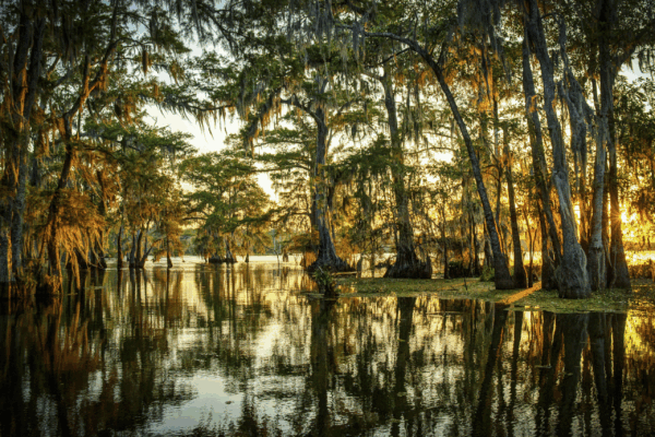 Louisiana Trees