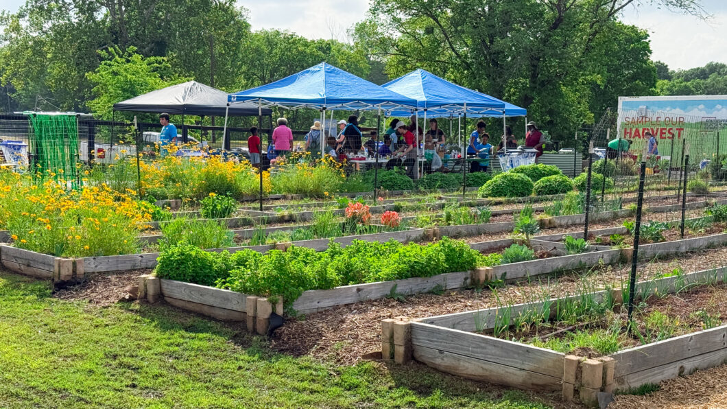Rows of planter boxes with tents and event-goers in the back ground at Shreveport Green's Urban Farm.